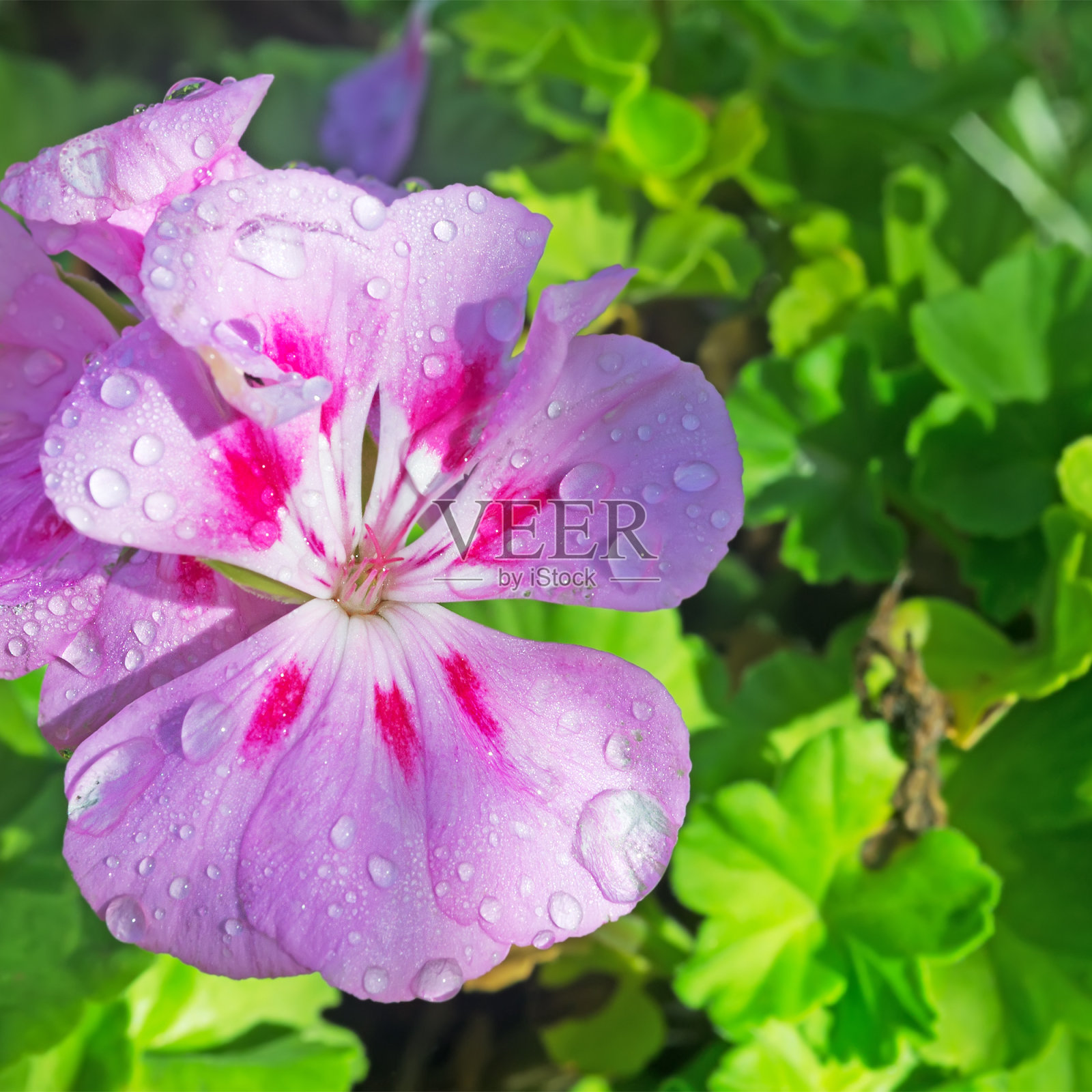 花近距离照片摄影图片