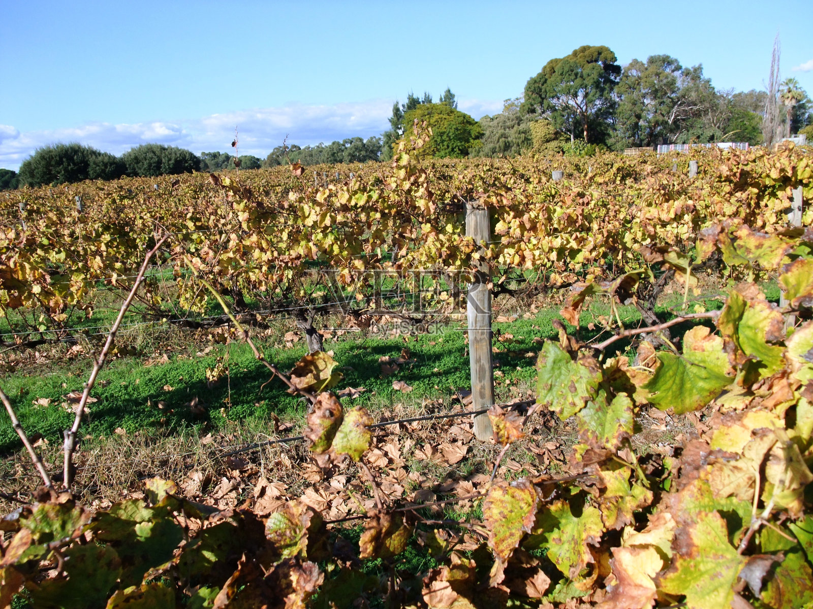 葡萄园照片摄影图片