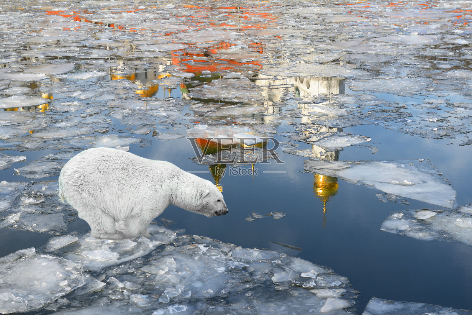 北极熊在浮冰上照片摄影图片