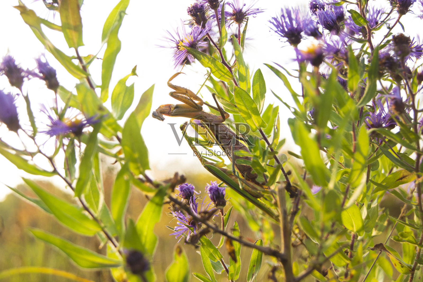螳螂交配照片摄影图片