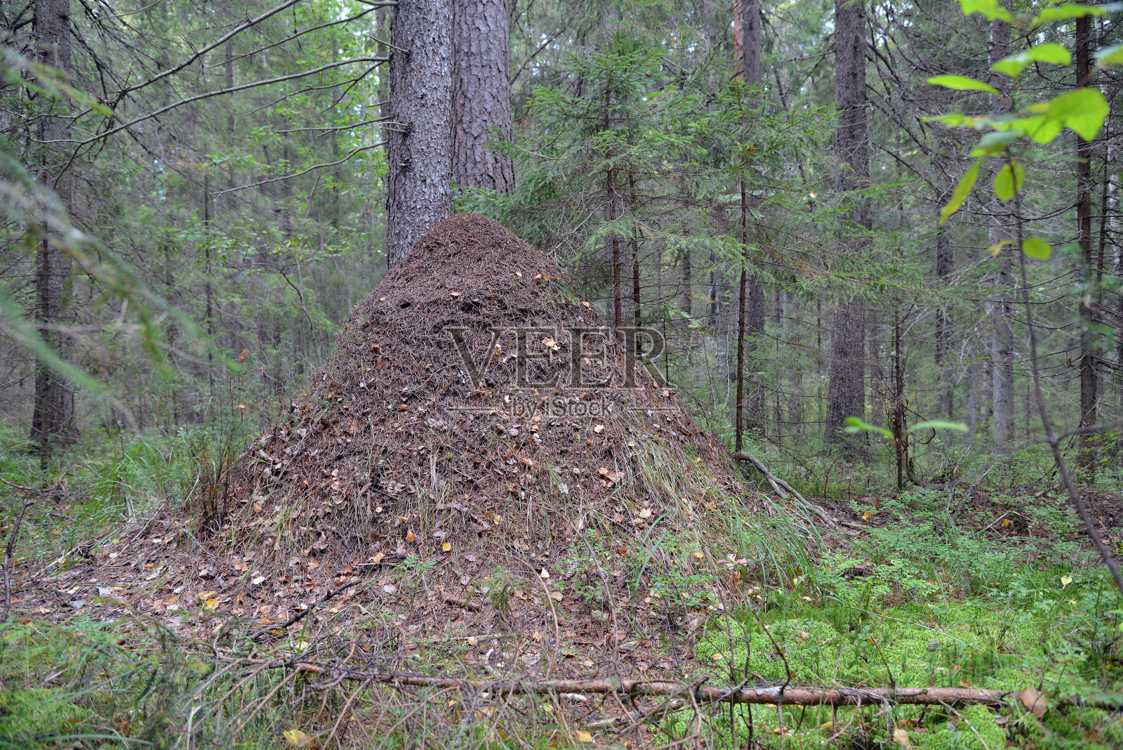 蚁群。照片摄影图片