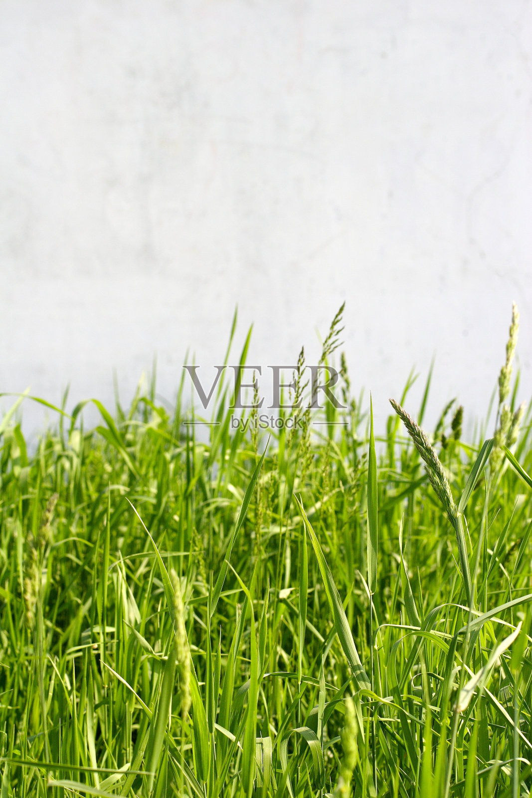 郁郁葱葱的草照片摄影图片