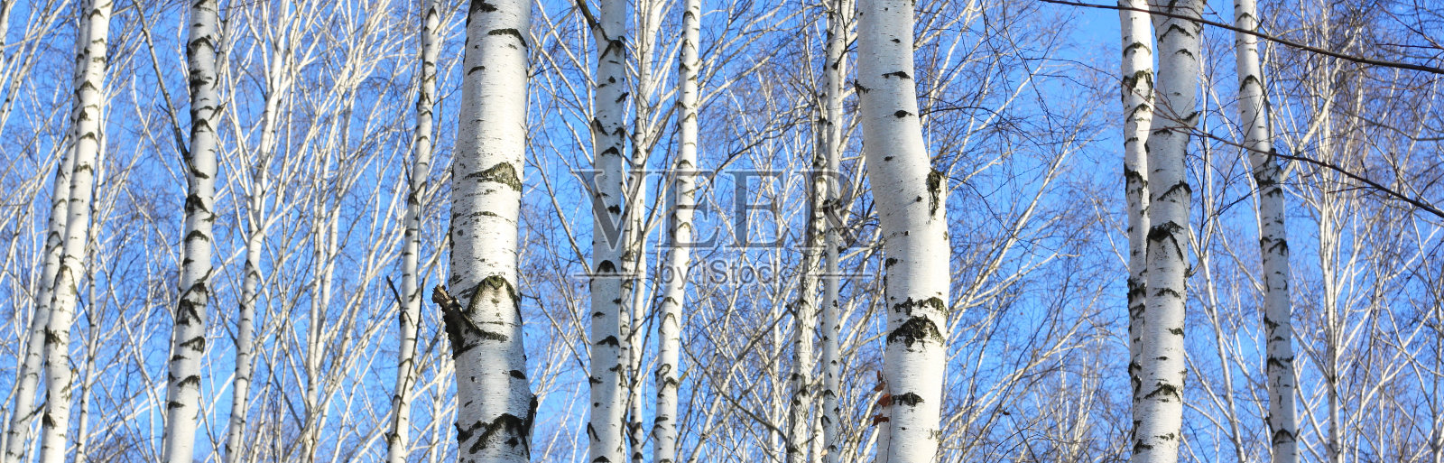 美丽的风景白桦树照片摄影图片