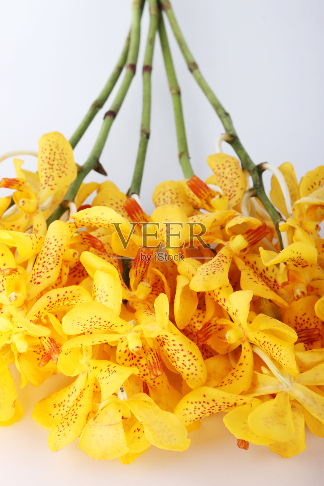 黄色的兰花照片摄影图片