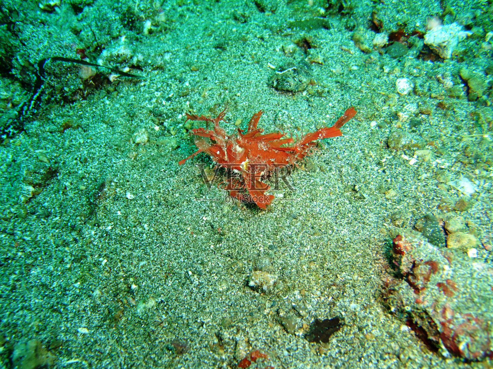 毛鲉照片摄影图片