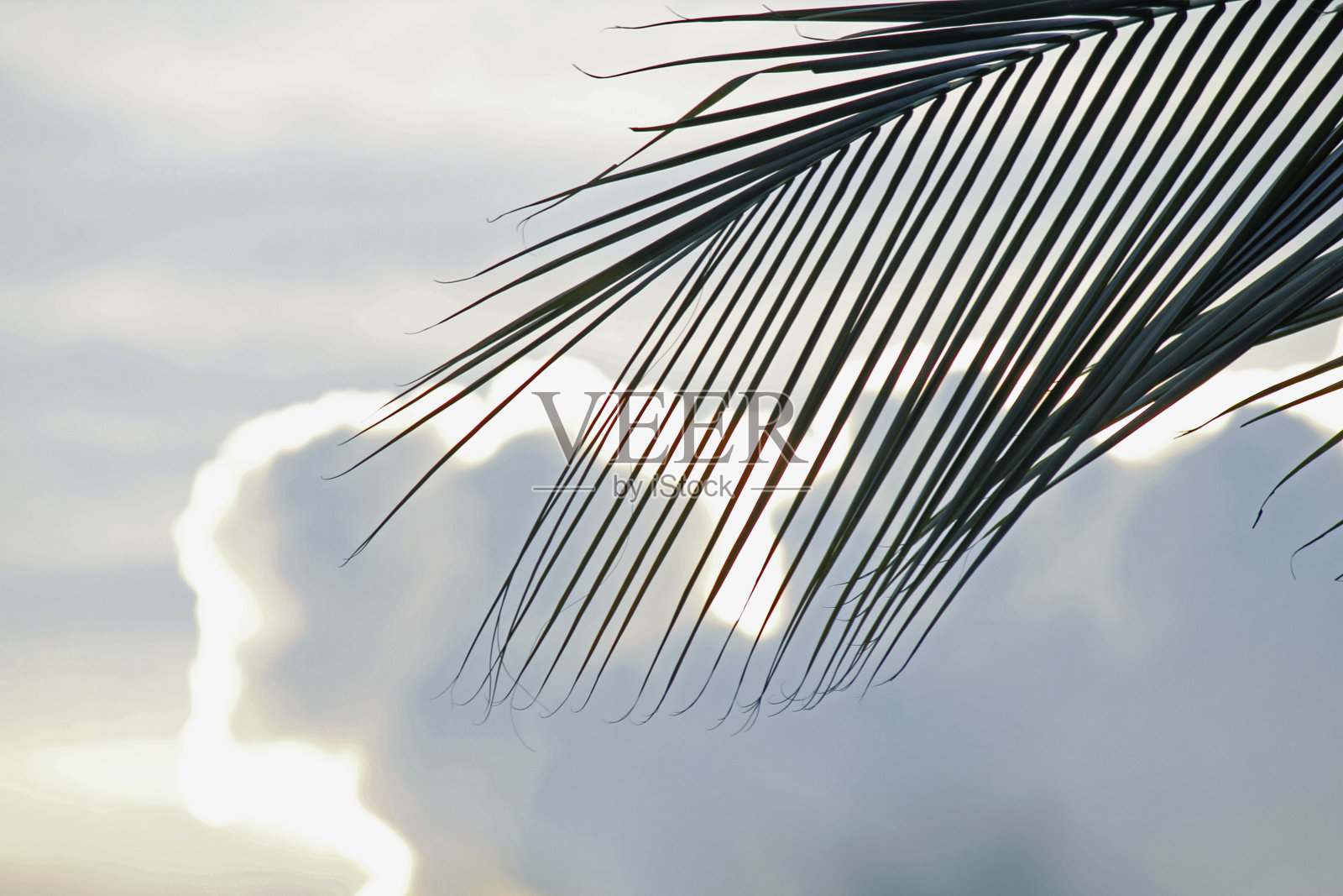 椰子叶后面的云朵照片摄影图片