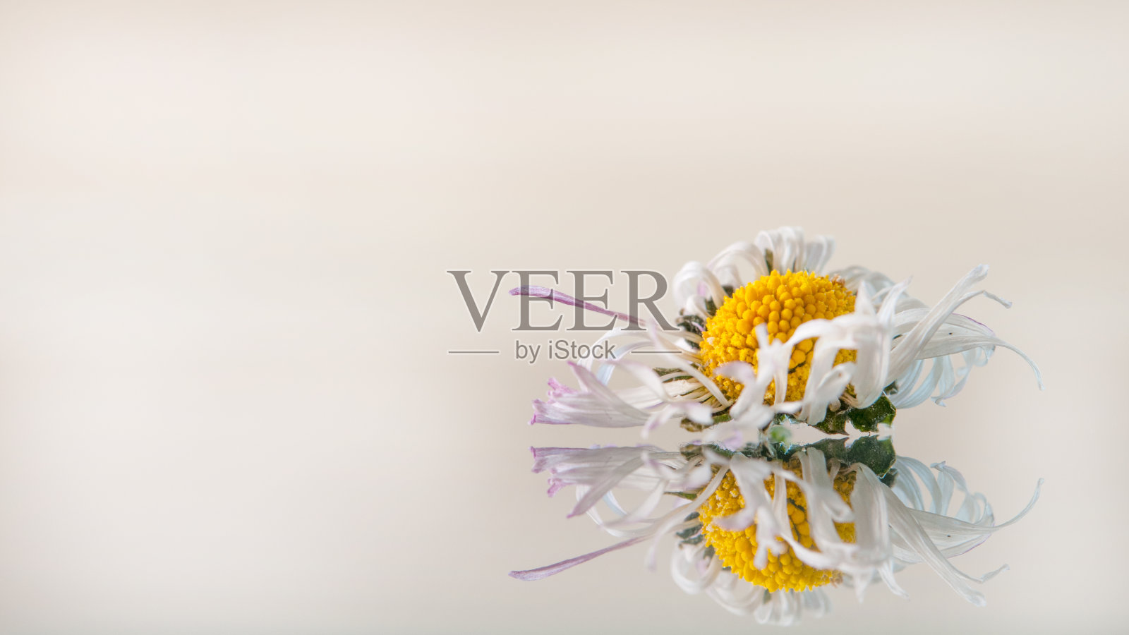 雏菊反射照片摄影图片