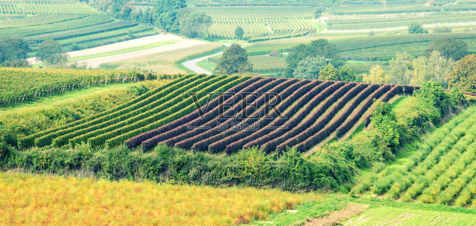 美丽的葡萄园景观照片摄影图片