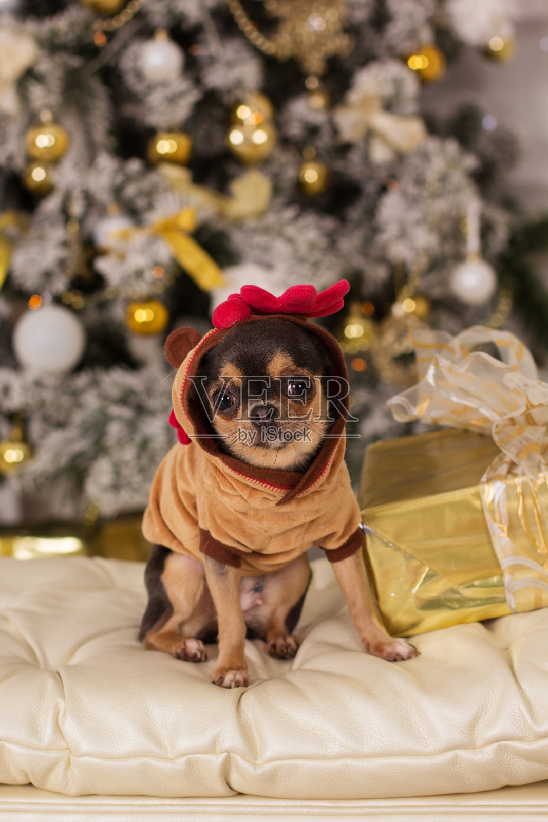 可爱的吉娃娃狗，圣诞节的概念照片摄影图片
