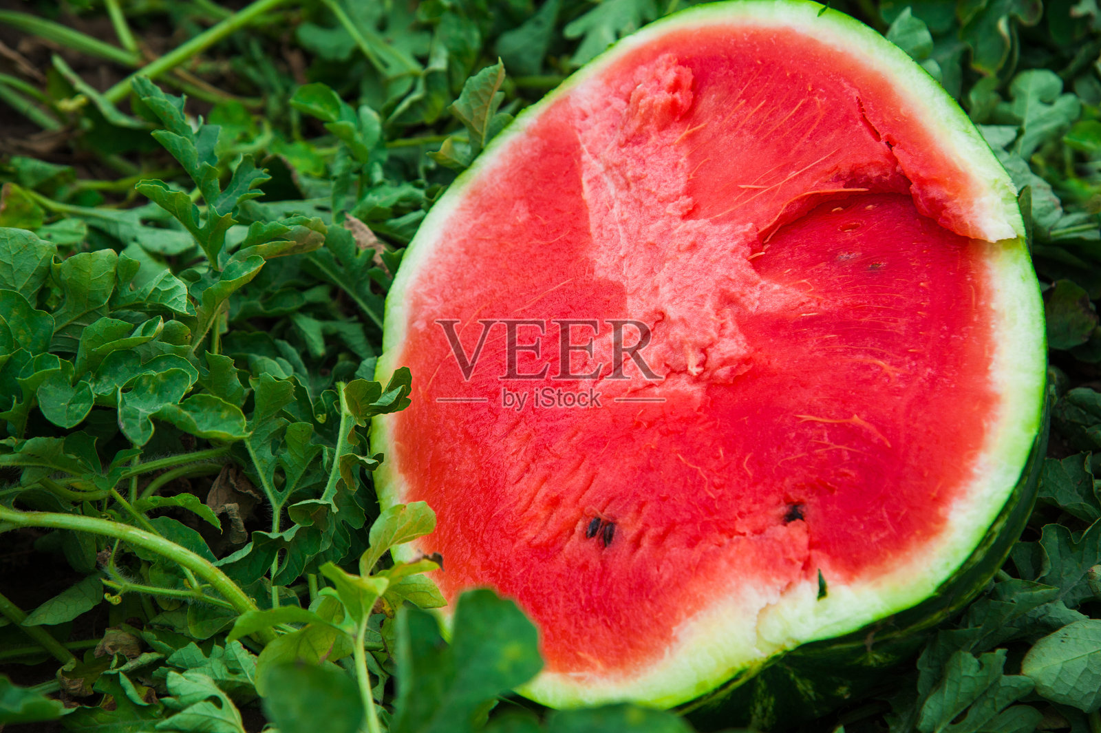 西瓜在田里照片摄影图片