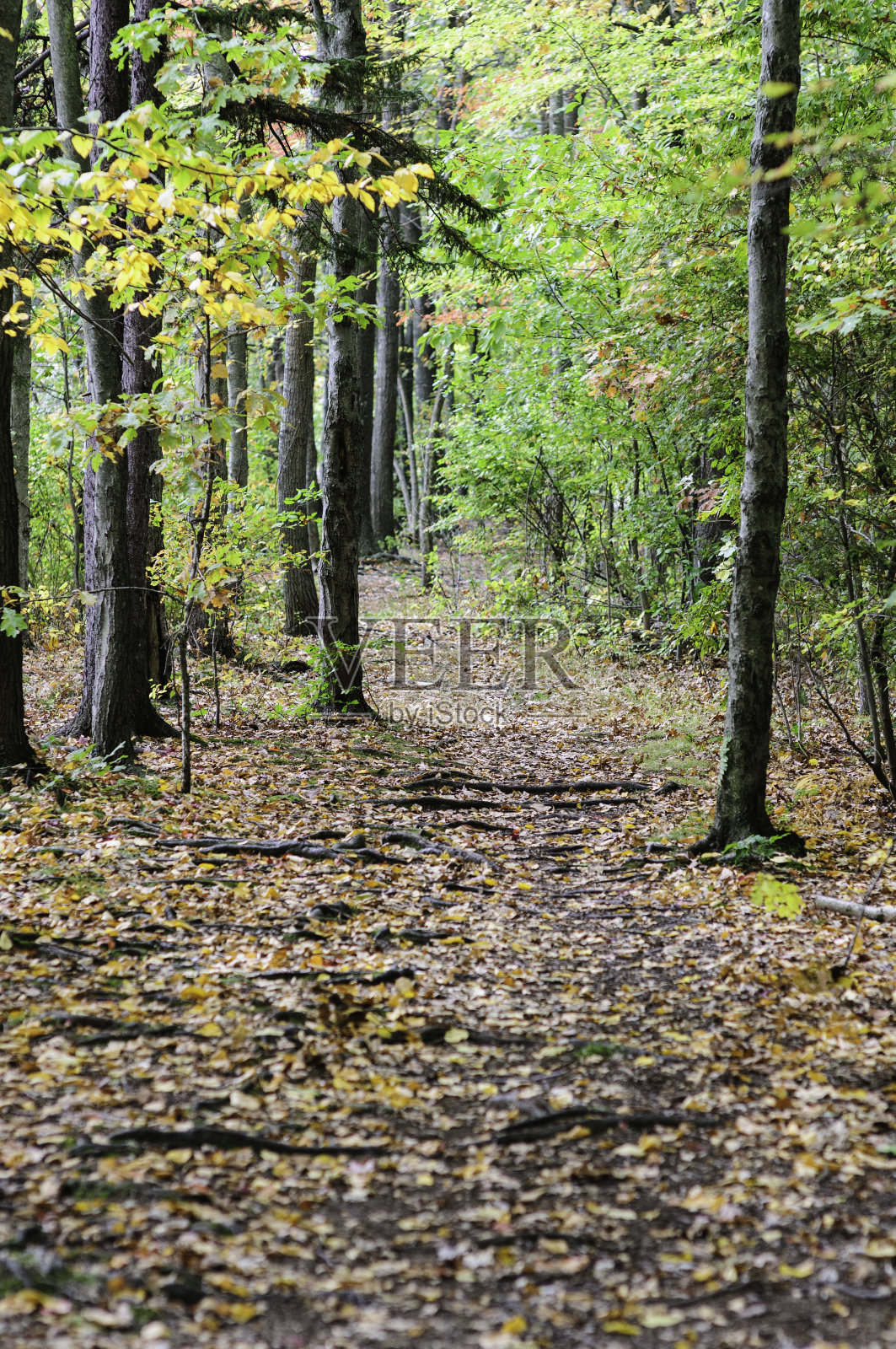 根沿着小道照片摄影图片