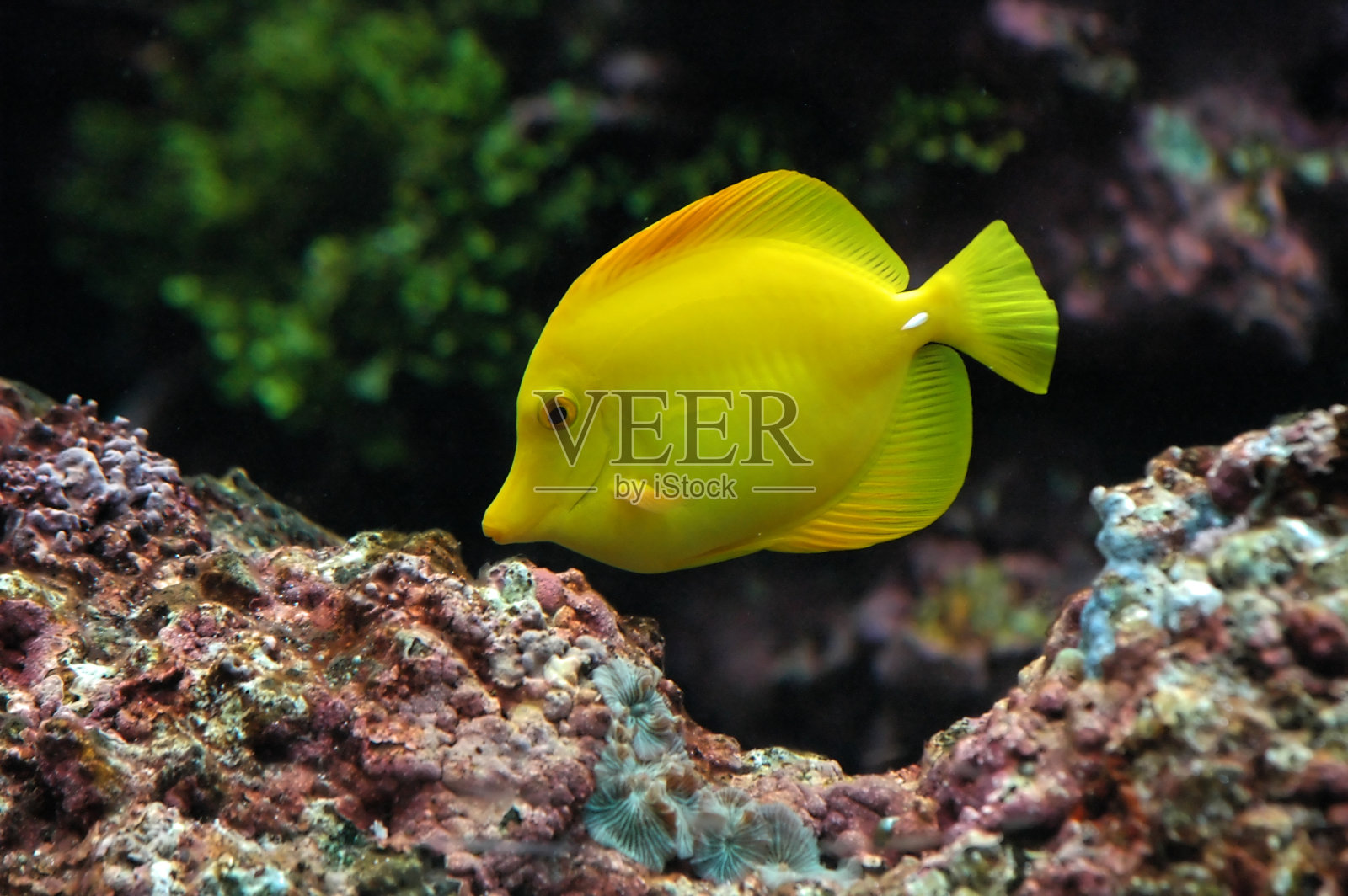 纯黄色照片摄影图片