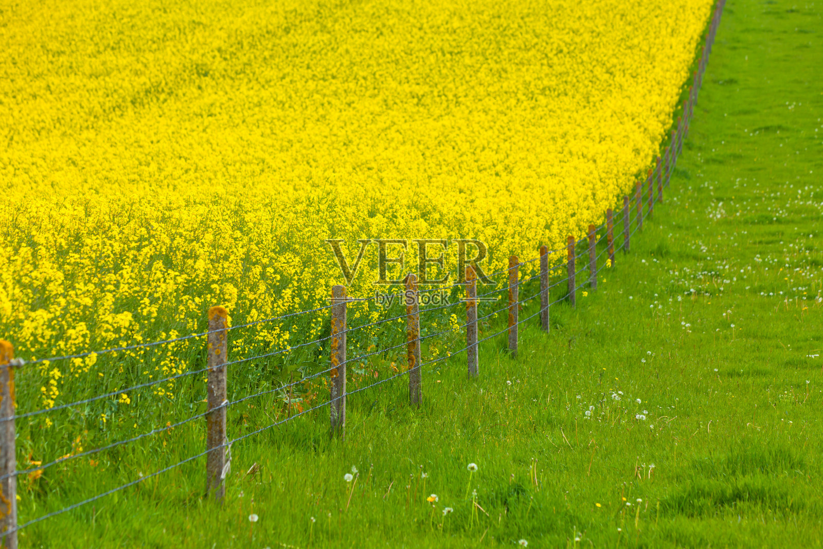 黄色油菜花领域照片摄影图片