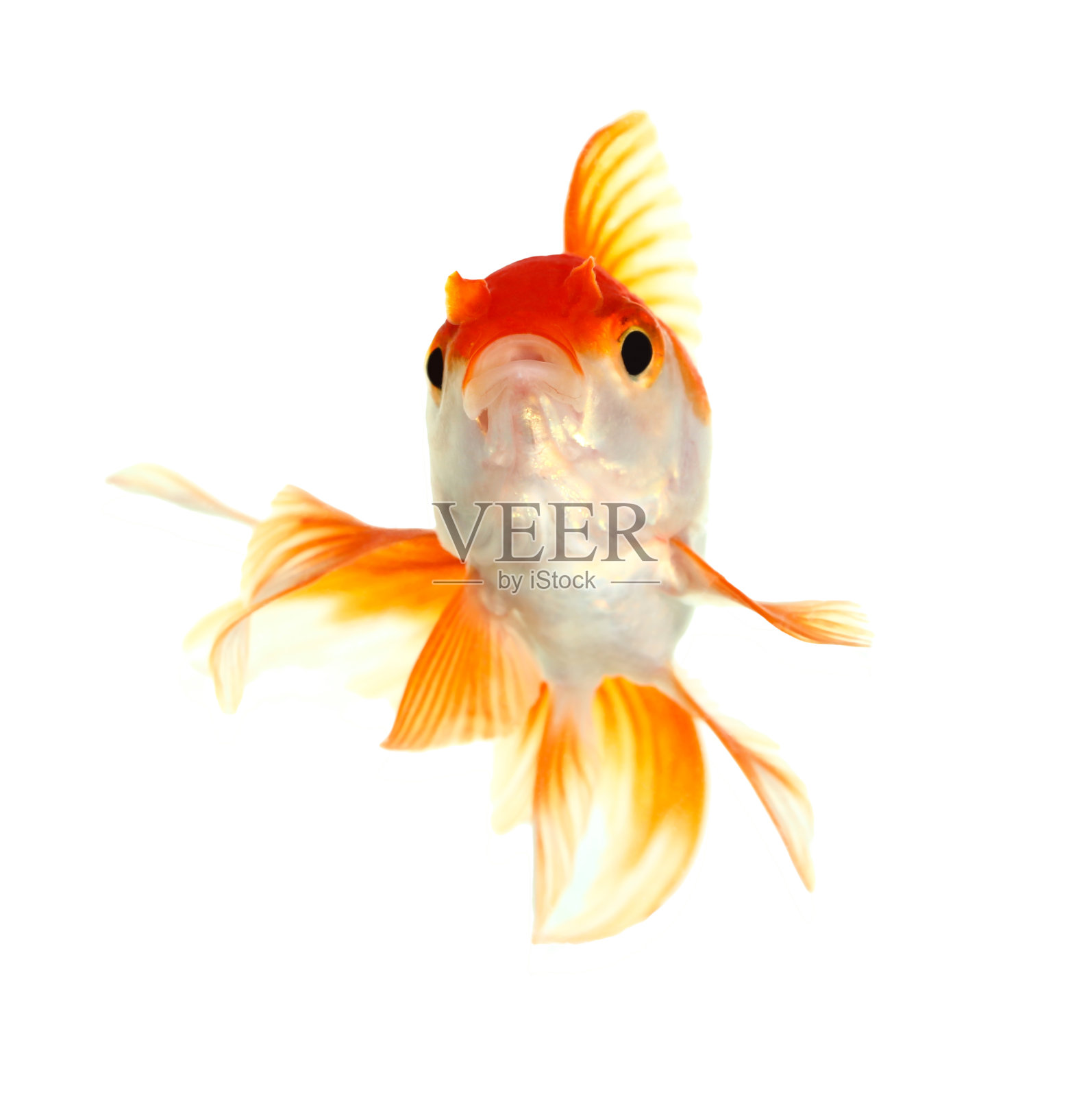 金鱼照片摄影图片