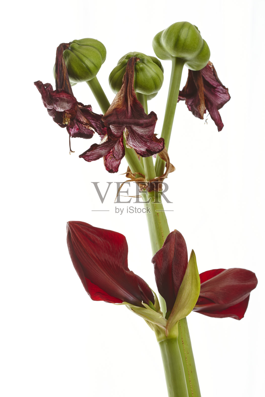 朱顶红的芽和种子闭合了(朱顶红)照片摄影图片