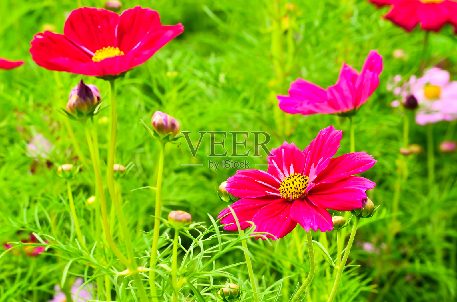 宇宙的花照片摄影图片