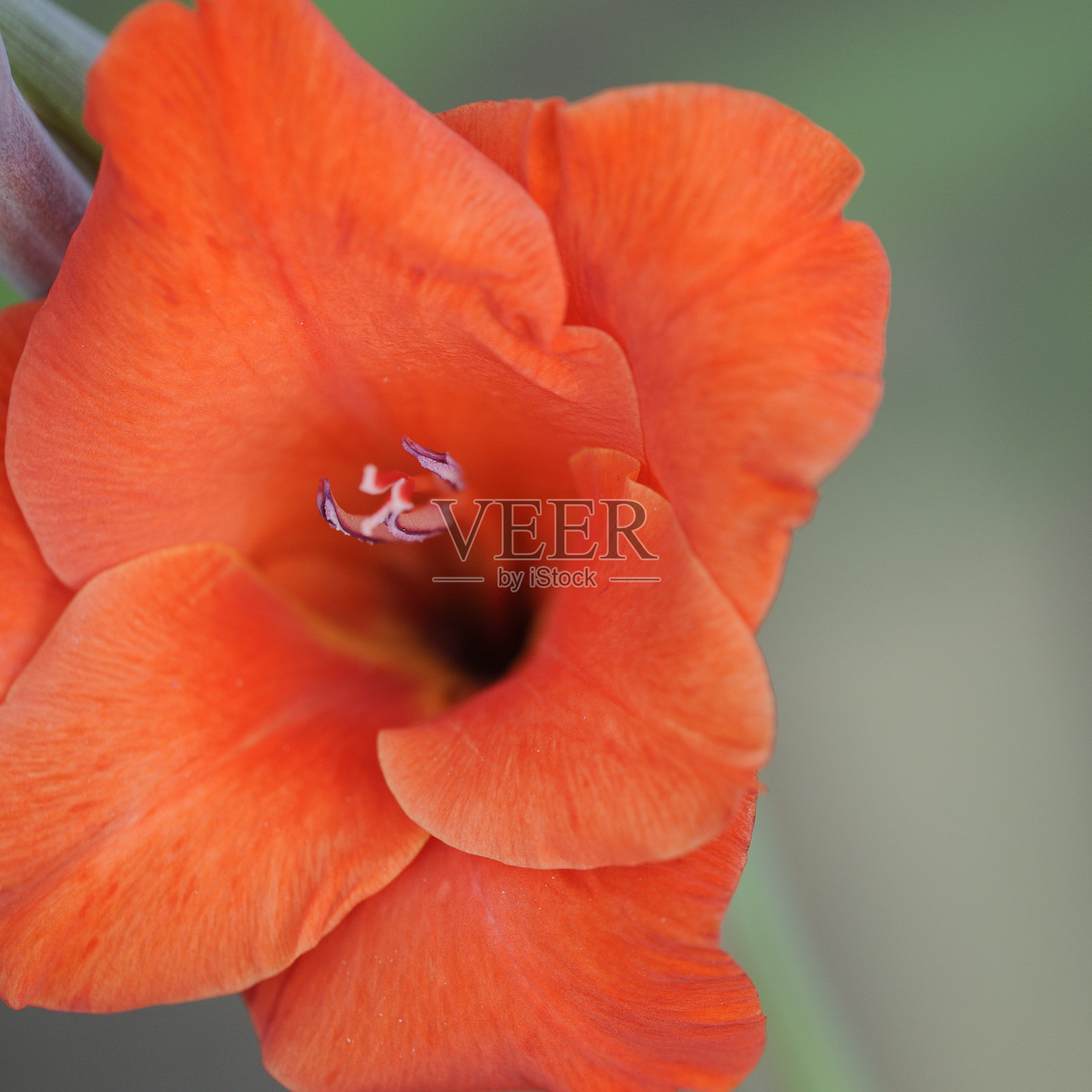 剑兰照片摄影图片