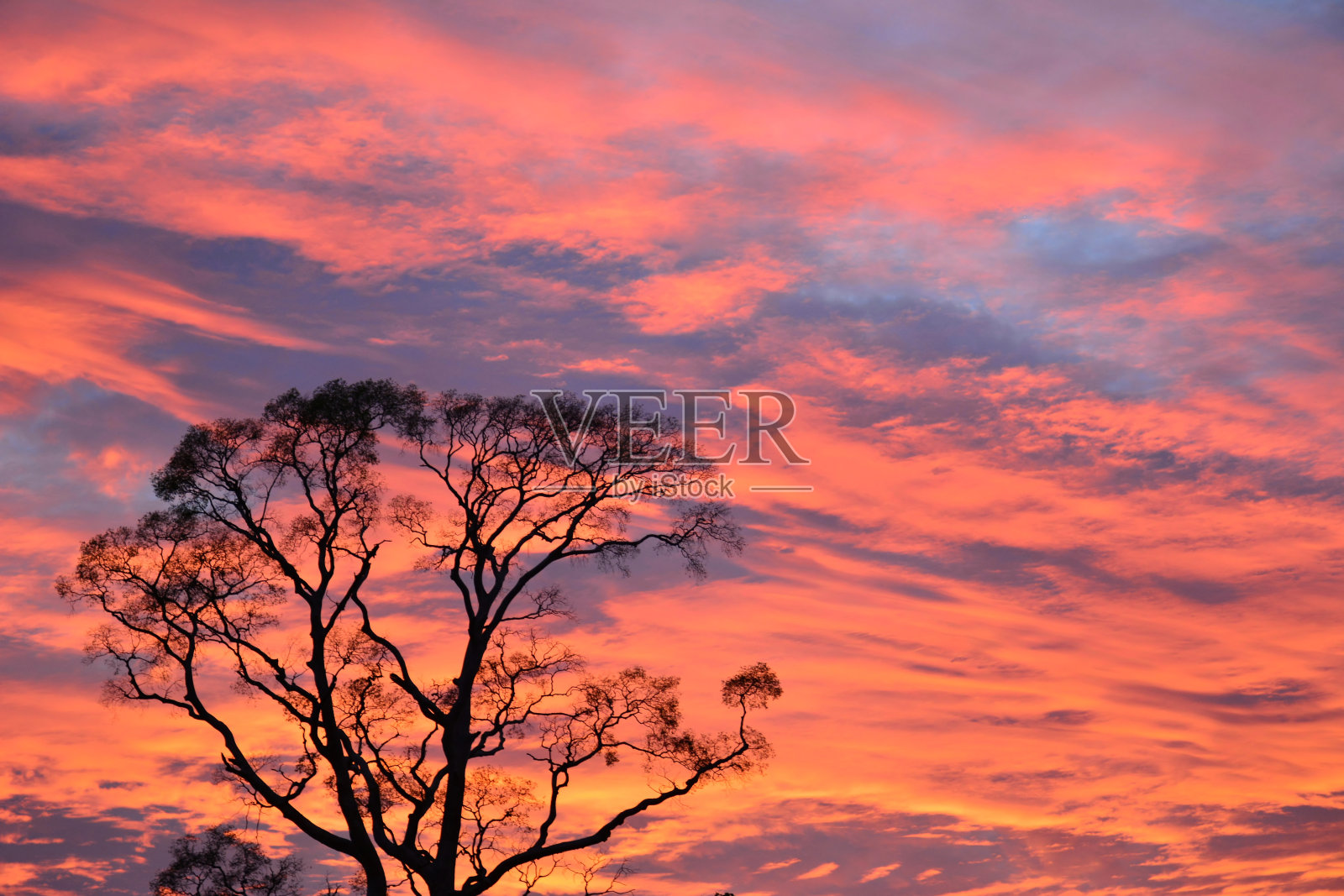 日落时秃树的树枝照片摄影图片