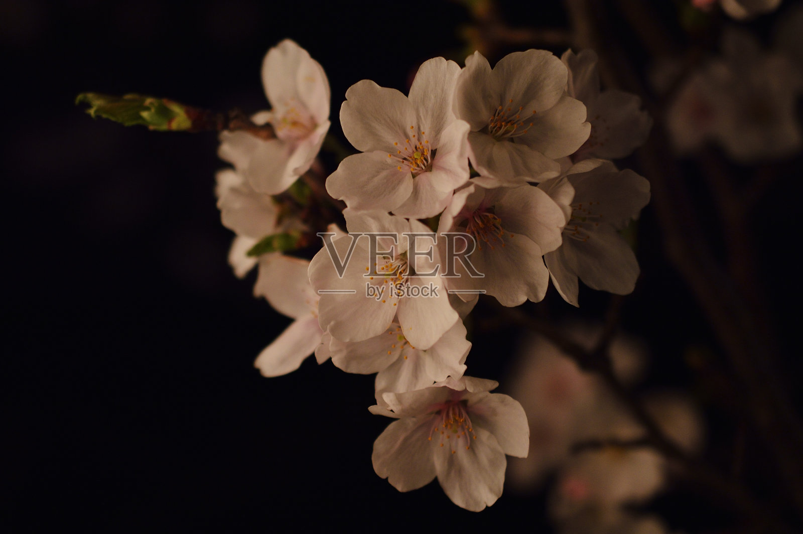 晚上樱花照片摄影图片