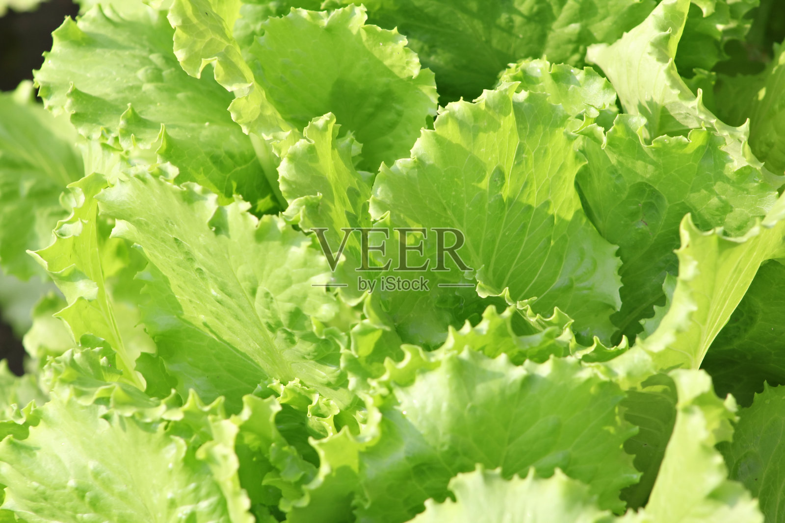 新鲜的生菜照片摄影图片