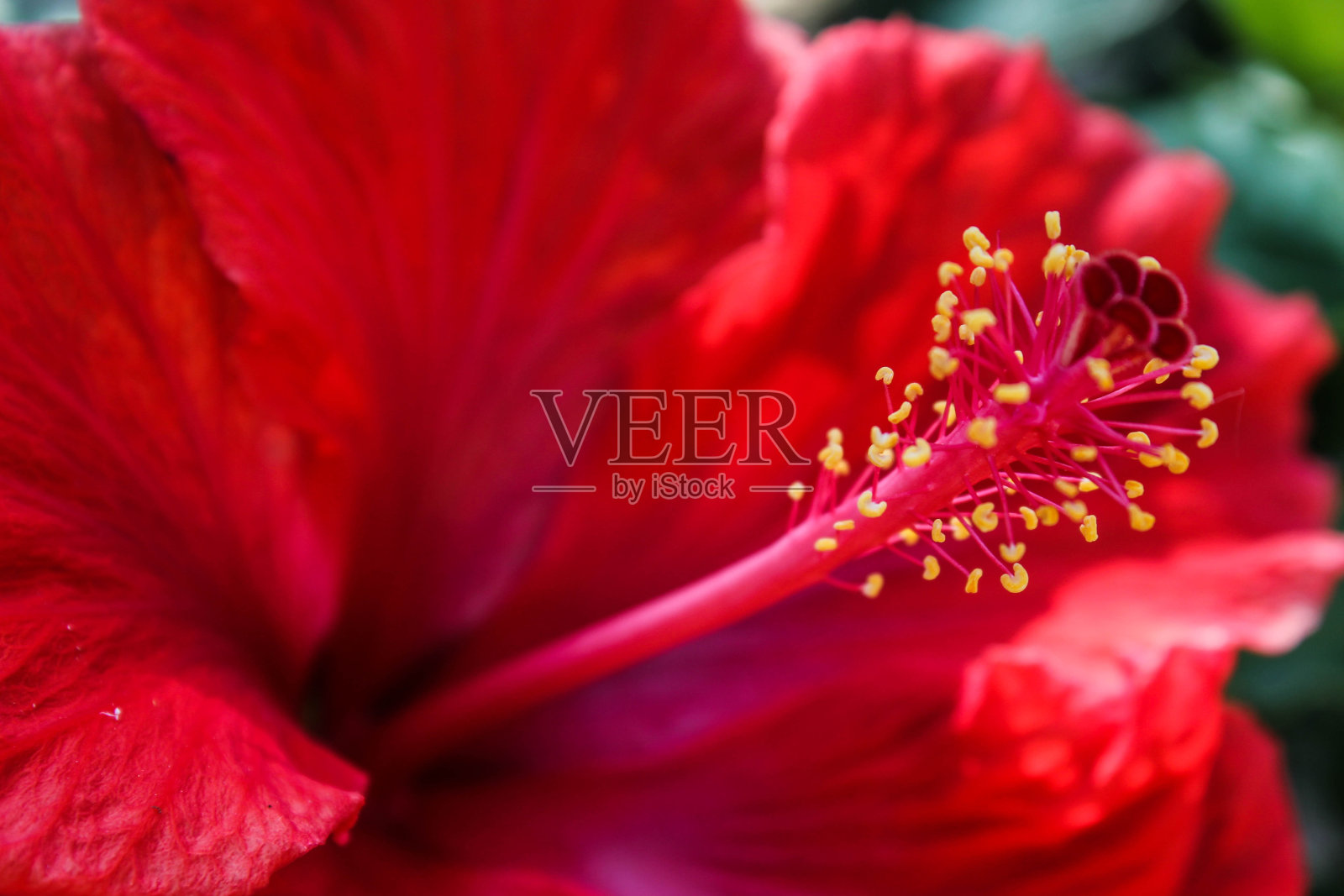 花照片摄影图片