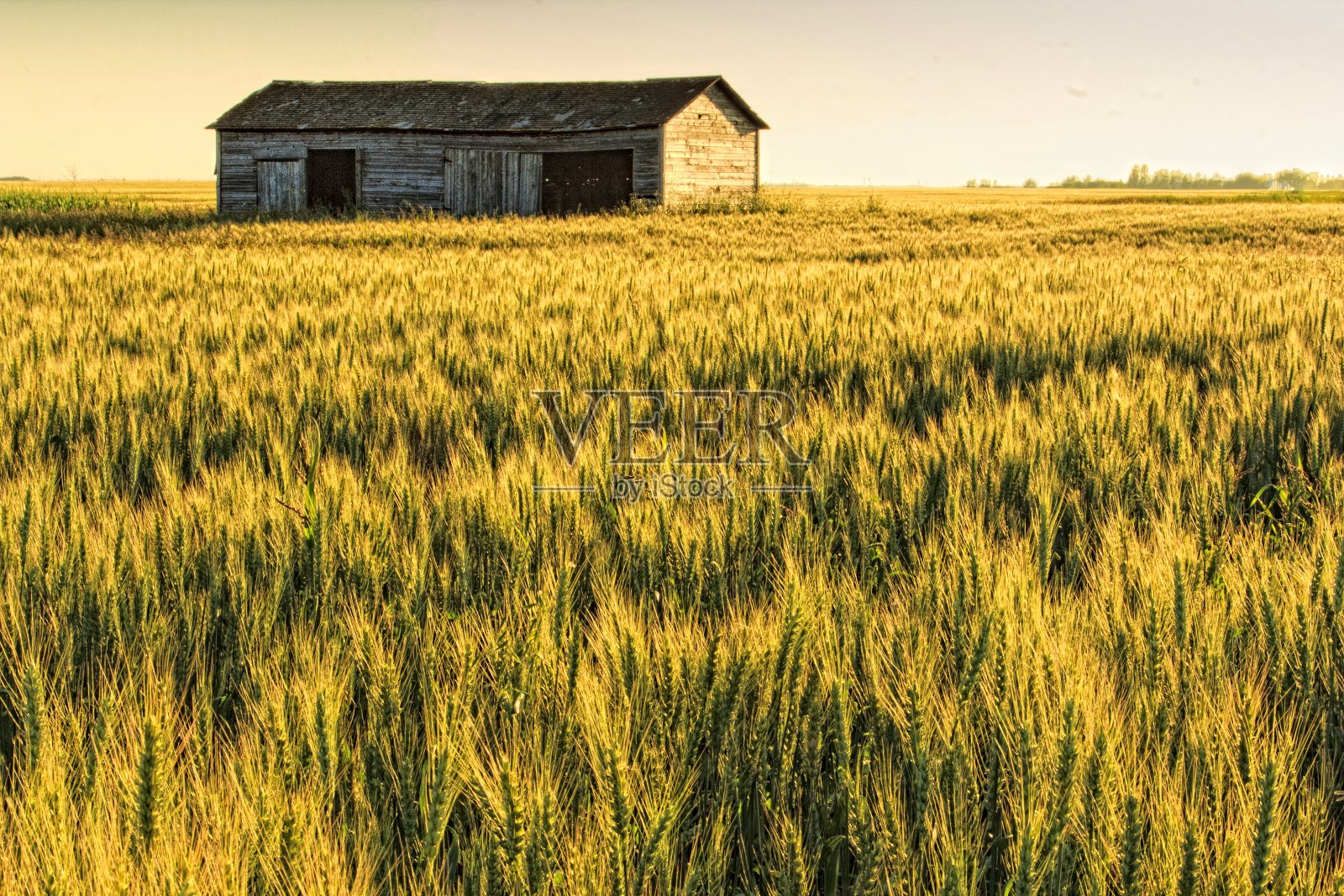 麦田照片摄影图片