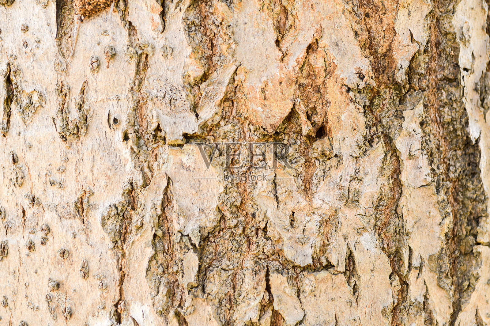 棕色树皮的树照片摄影图片