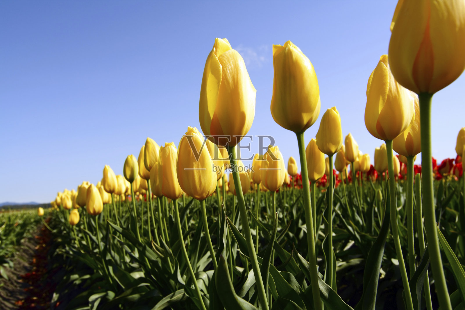 黄色郁金香照片摄影图片