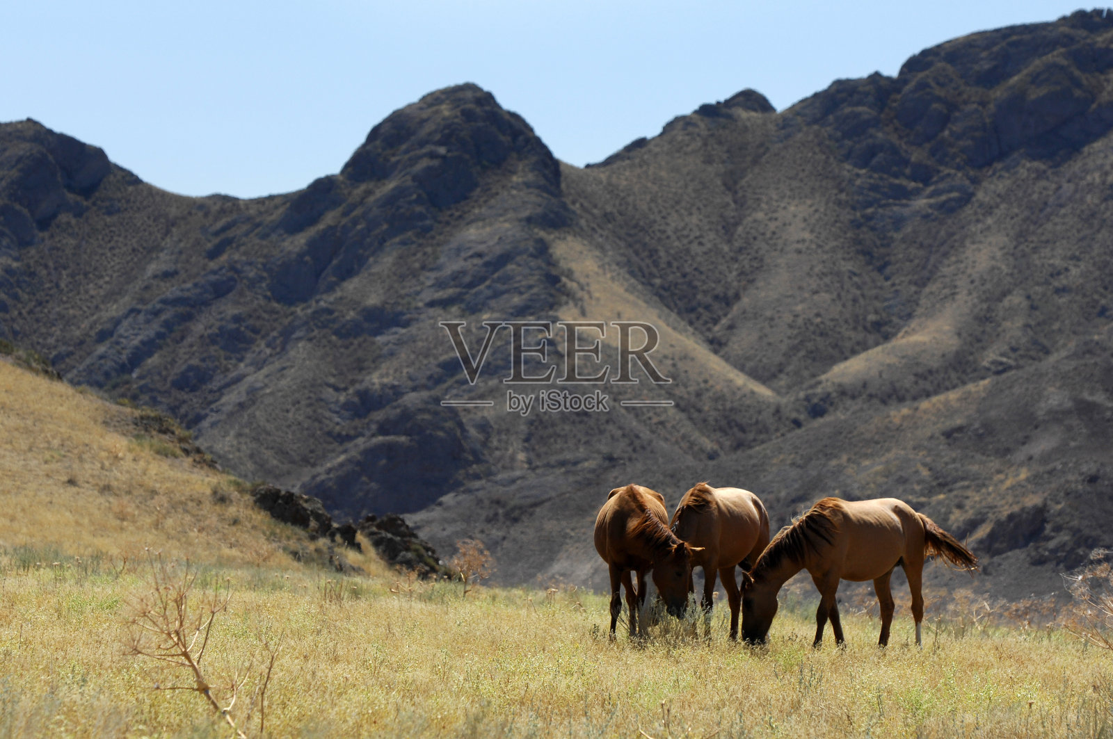 马照片摄影图片