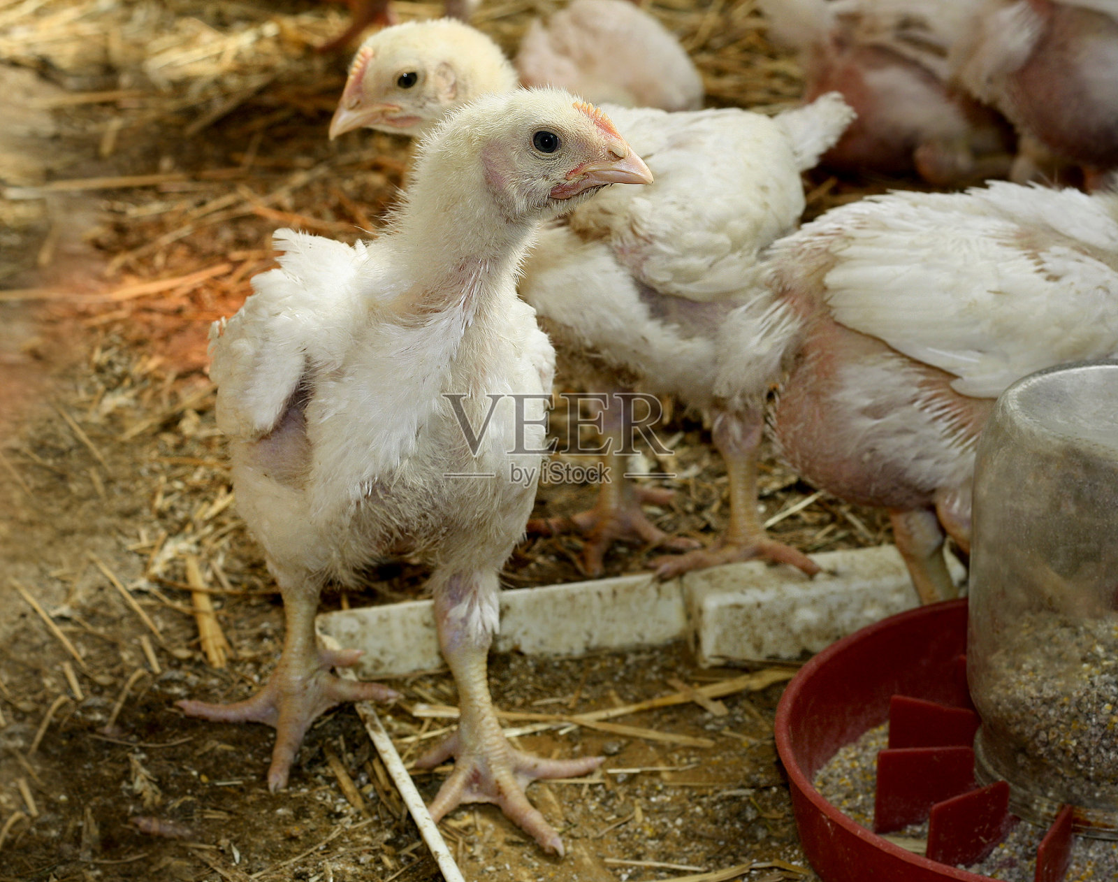 成年鸡。照片摄影图片