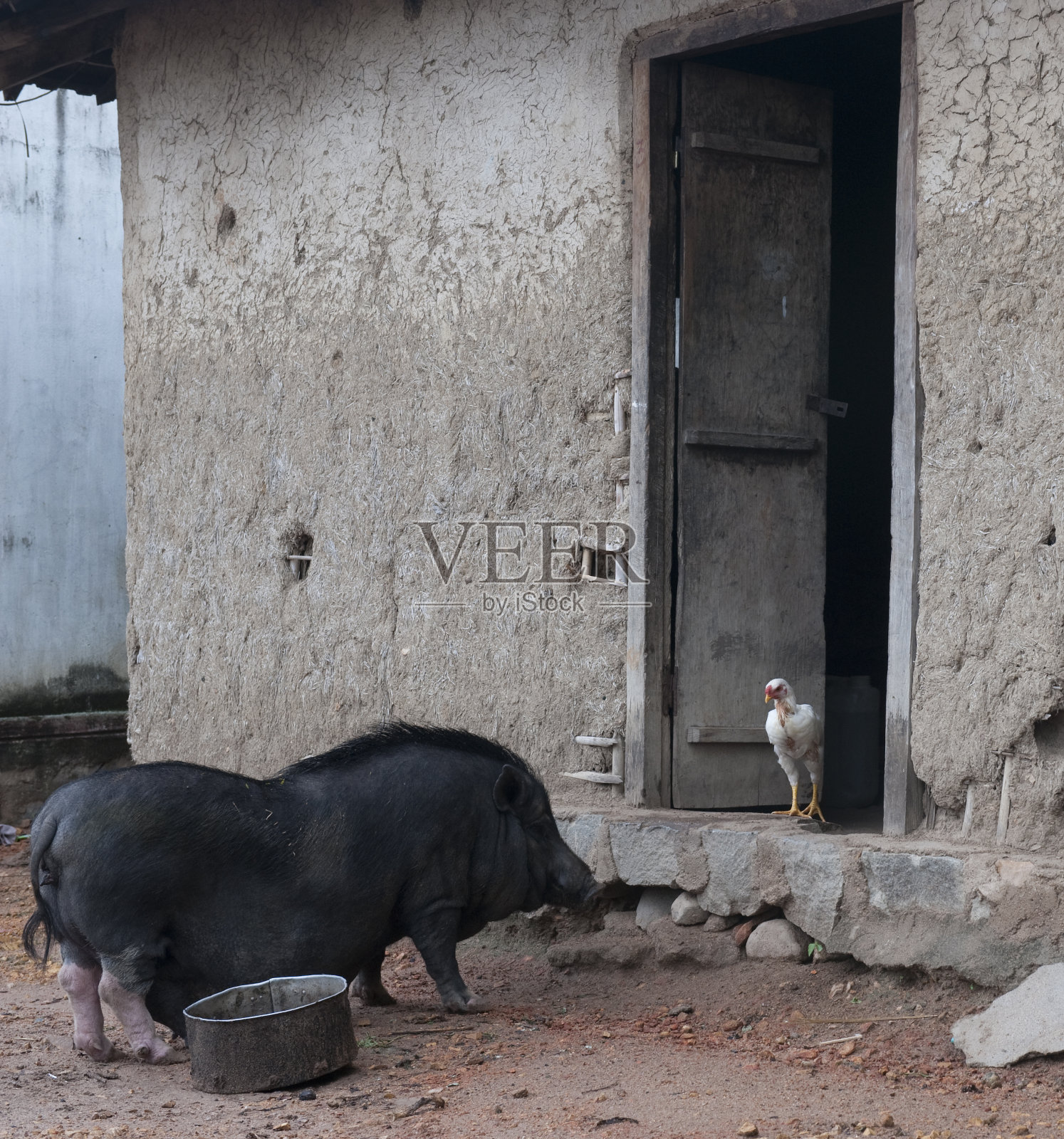 猪和鸡照片摄影图片