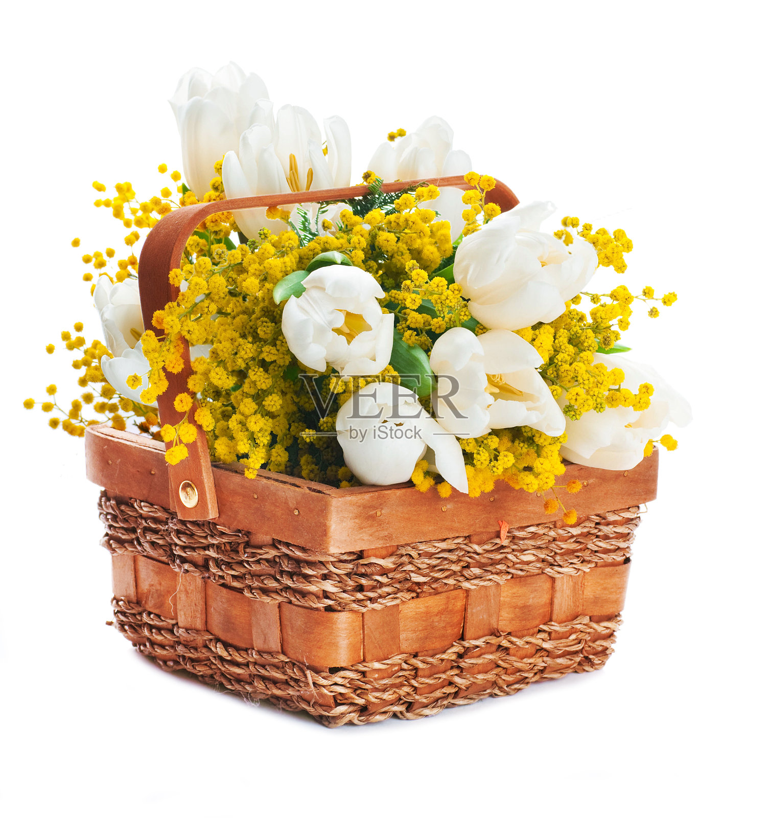 白色郁金香和含羞草照片摄影图片