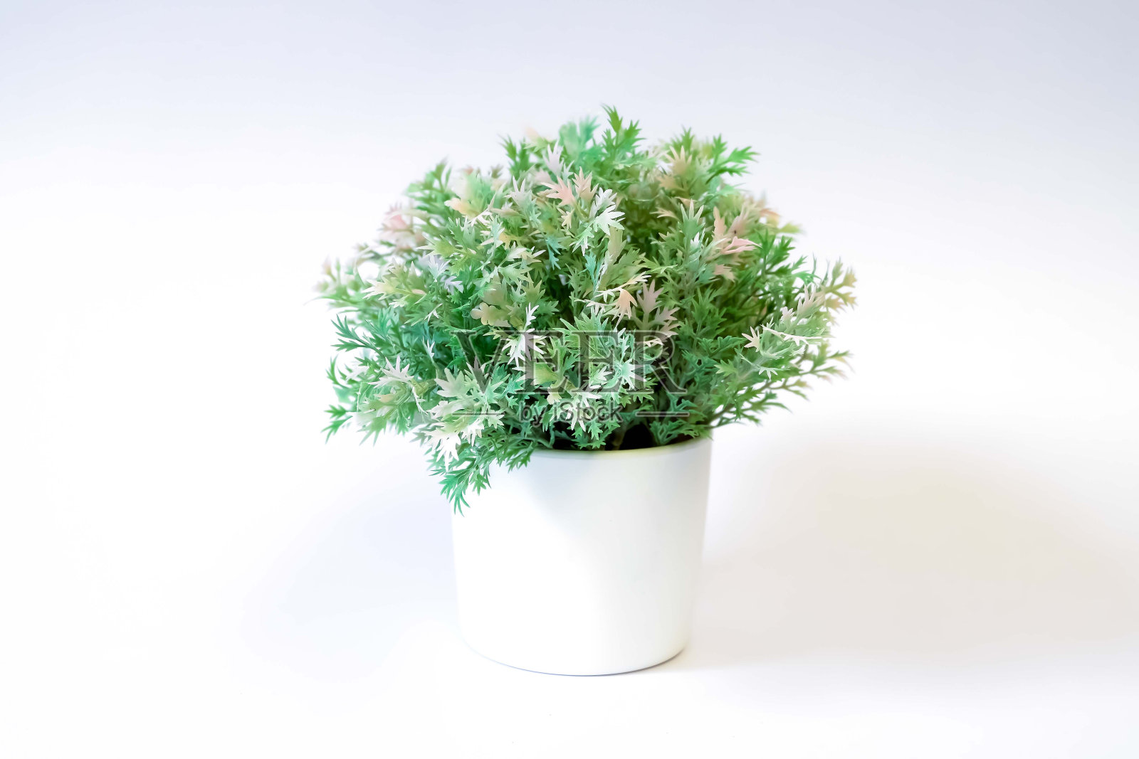 白色背景的花盆照片摄影图片