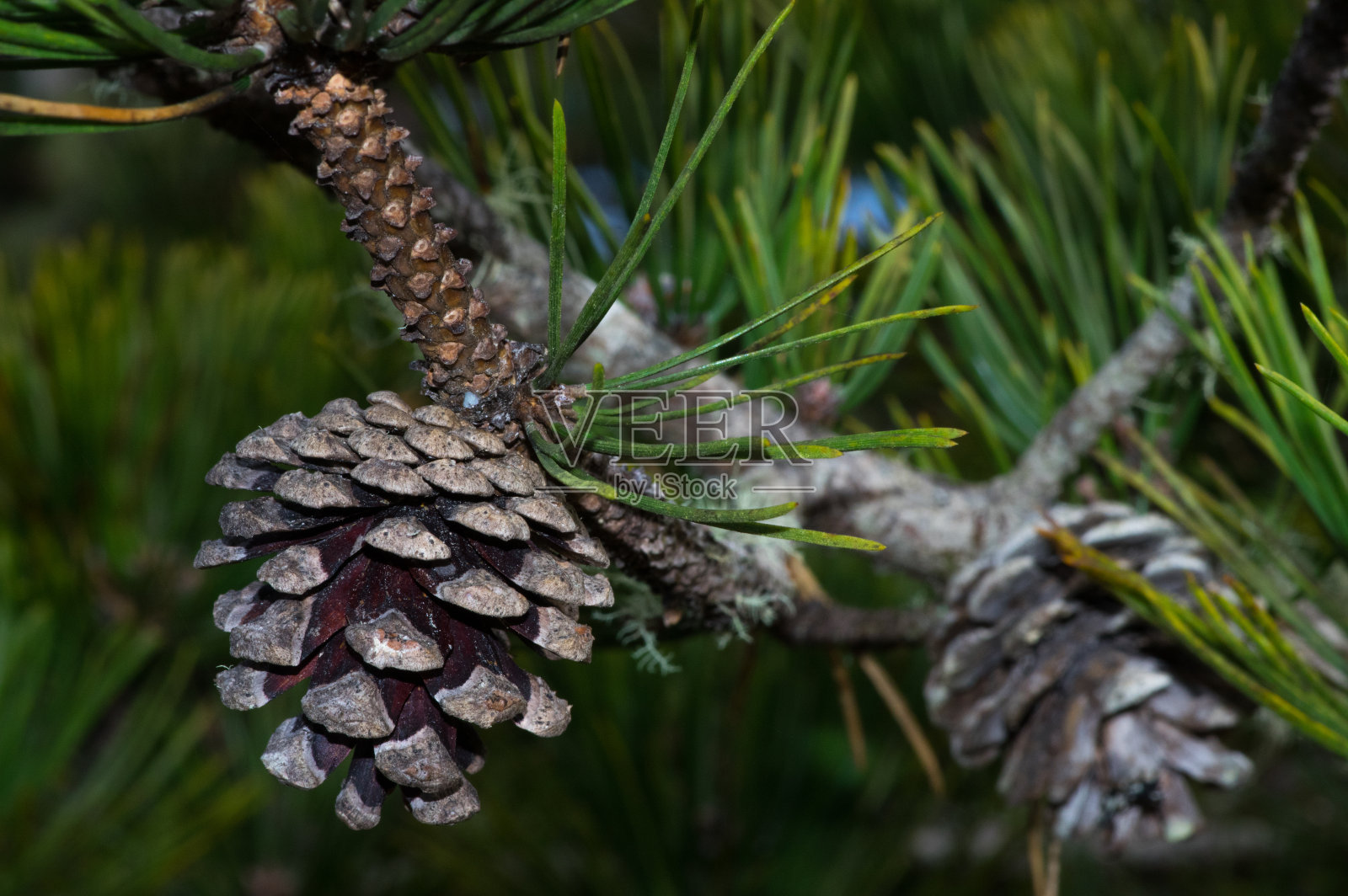 松果照片摄影图片
