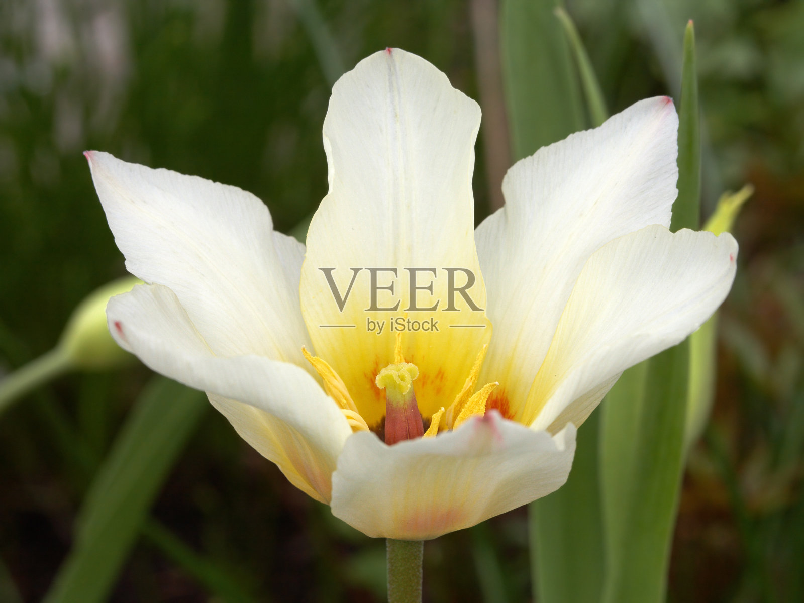 苍白的郁金香照片摄影图片