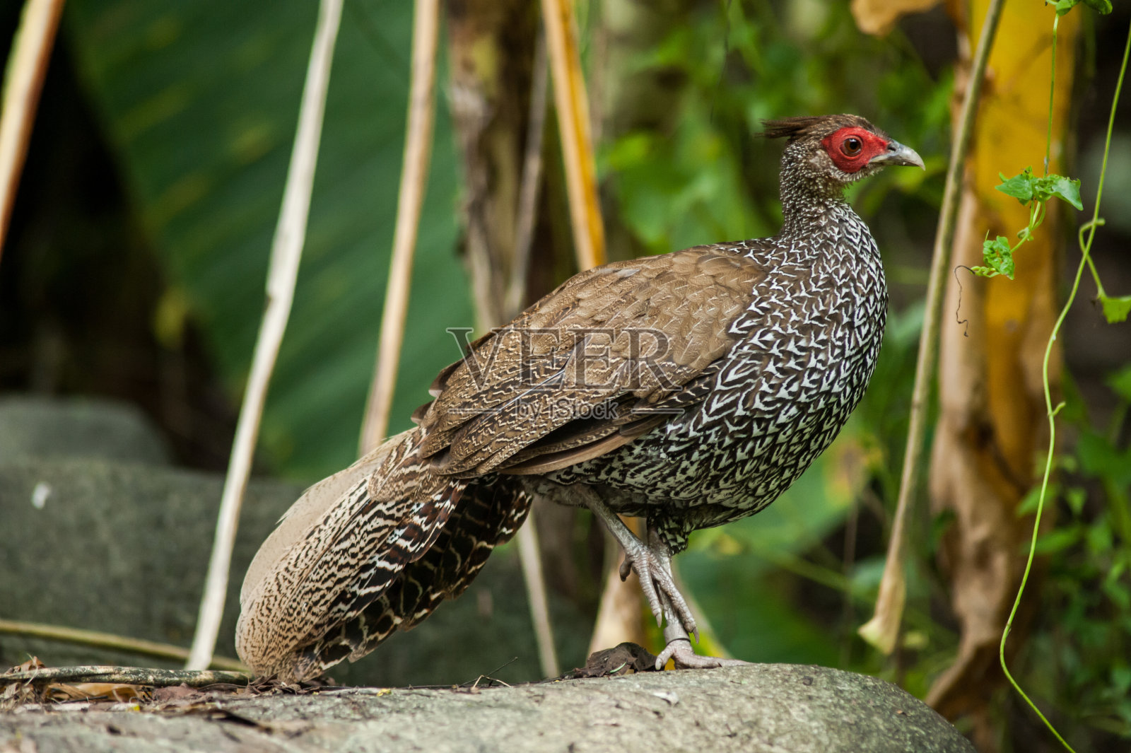 美丽的雌性银雉(Lophura nycthemera)在泰国照片摄影图片