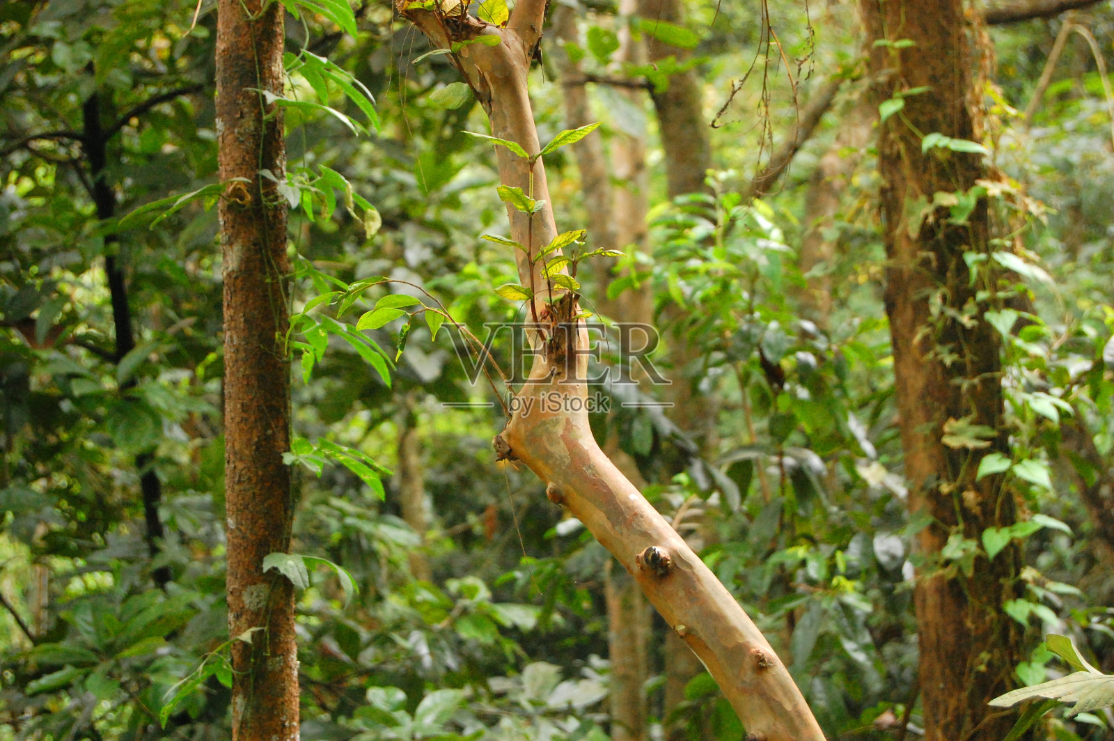 森林树木的照片照片摄影图片