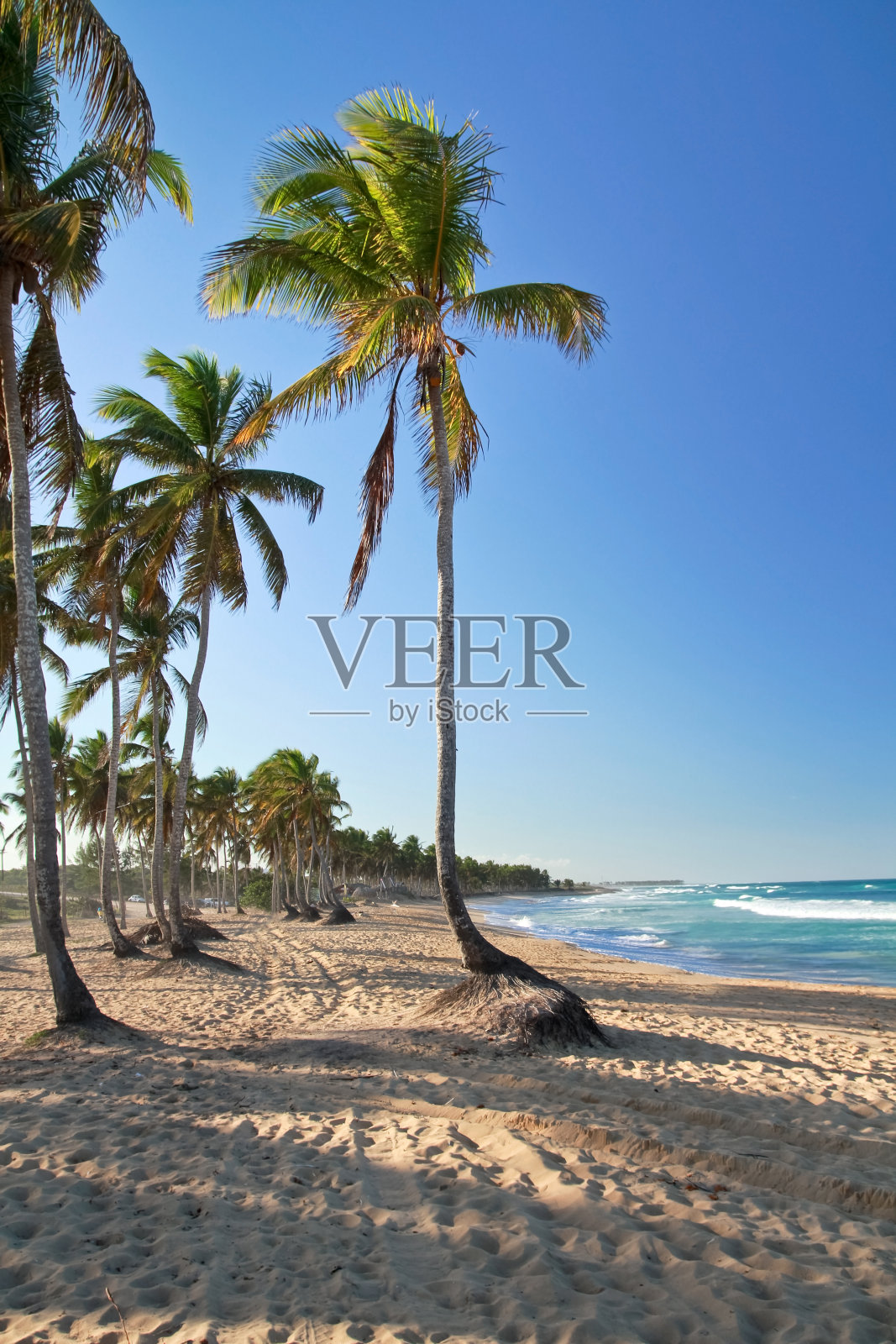 有棕榈树的大西洋热带海滩照片摄影图片