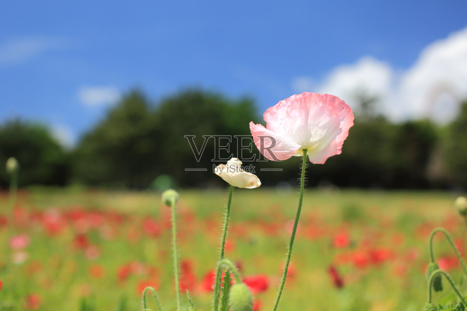 罂粟照片摄影图片