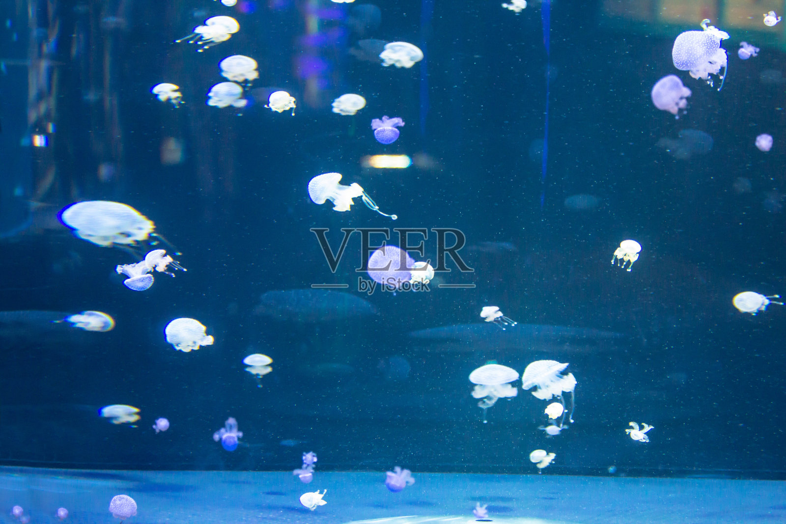 水族馆里的小水母照片摄影图片