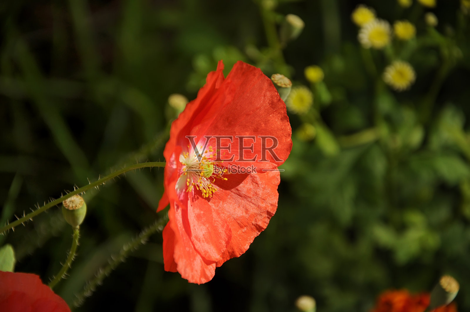 精致的罂粟花照片摄影图片
