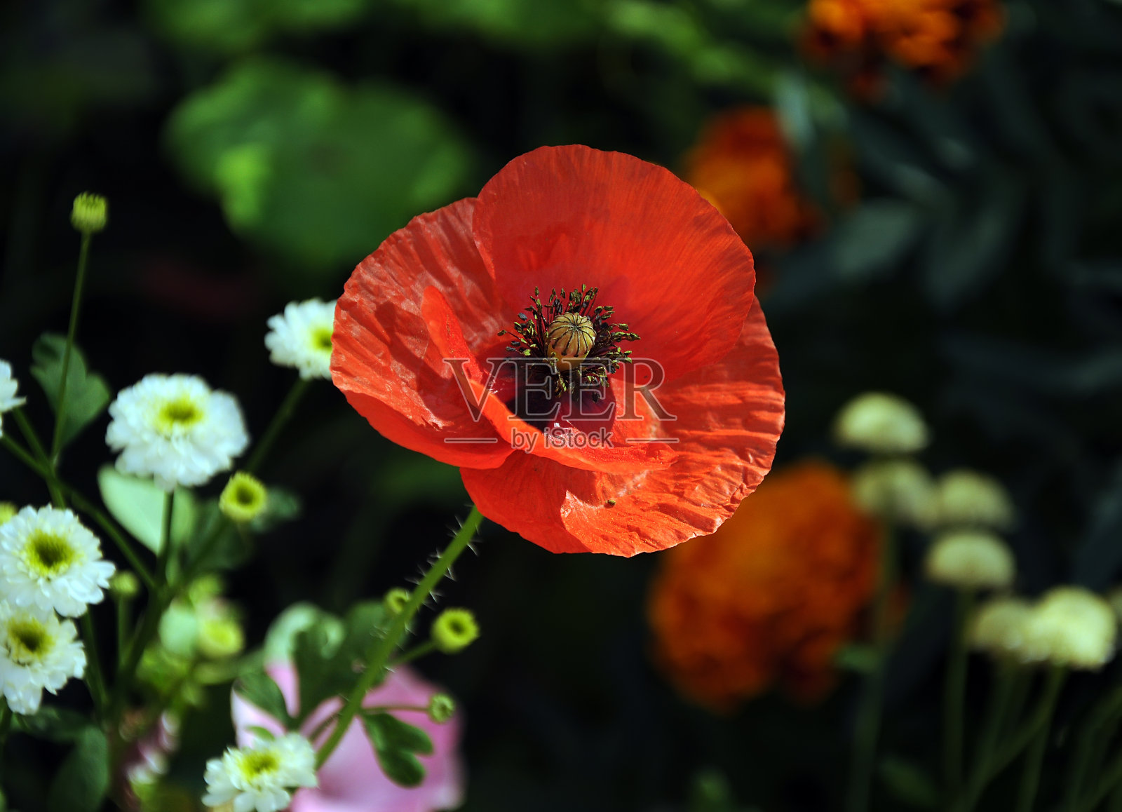精致的罂粟花照片摄影图片