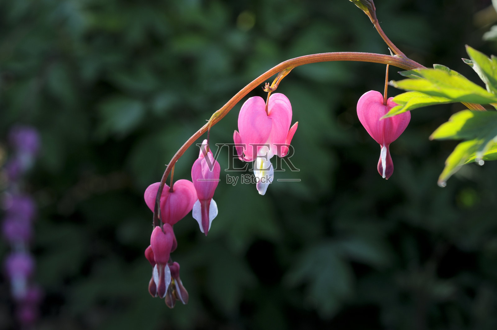 荷包牡丹碱照片摄影图片