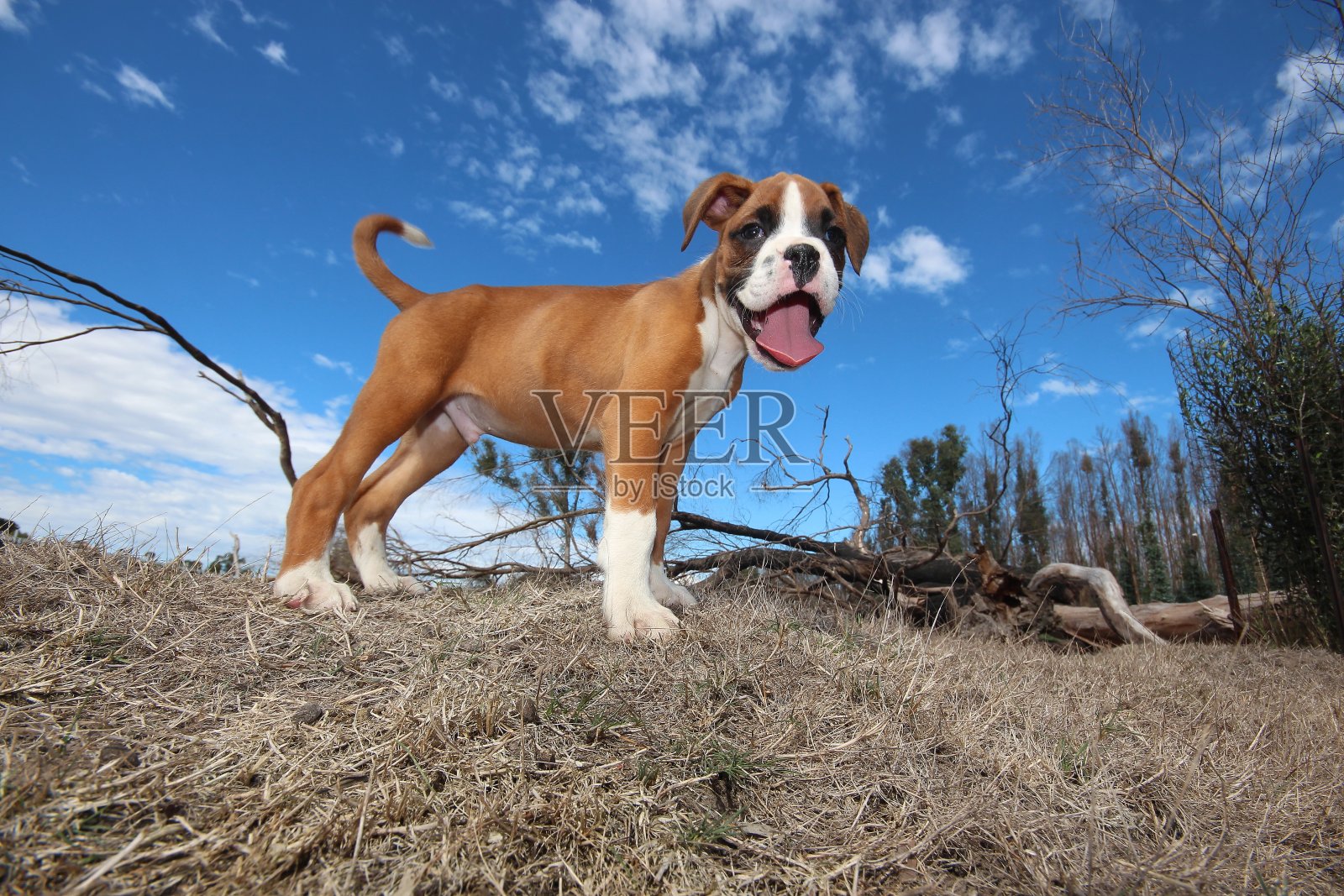 小拳师狗照片摄影图片