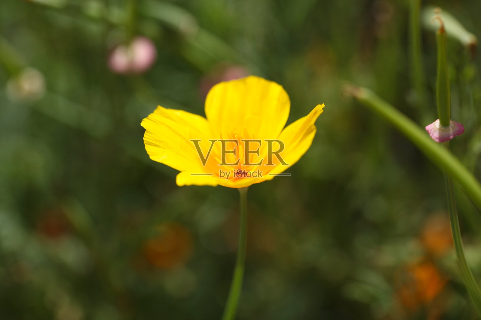 加州罂粟照片摄影图片