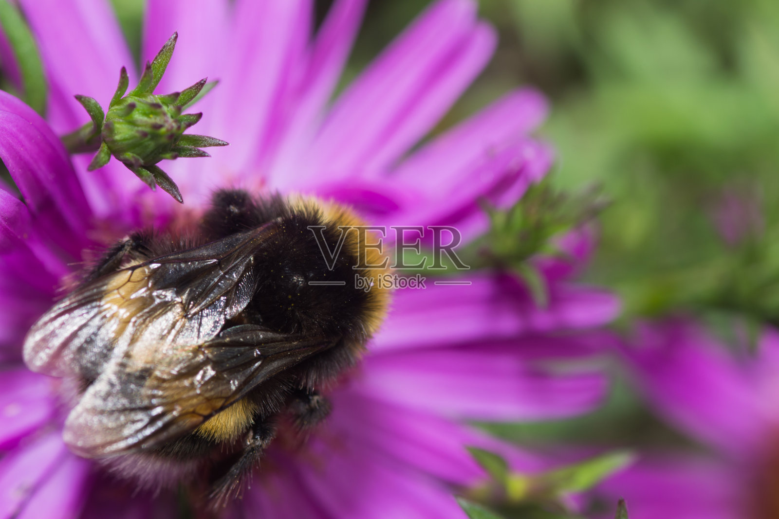 大黄蜂颜色照片摄影图片