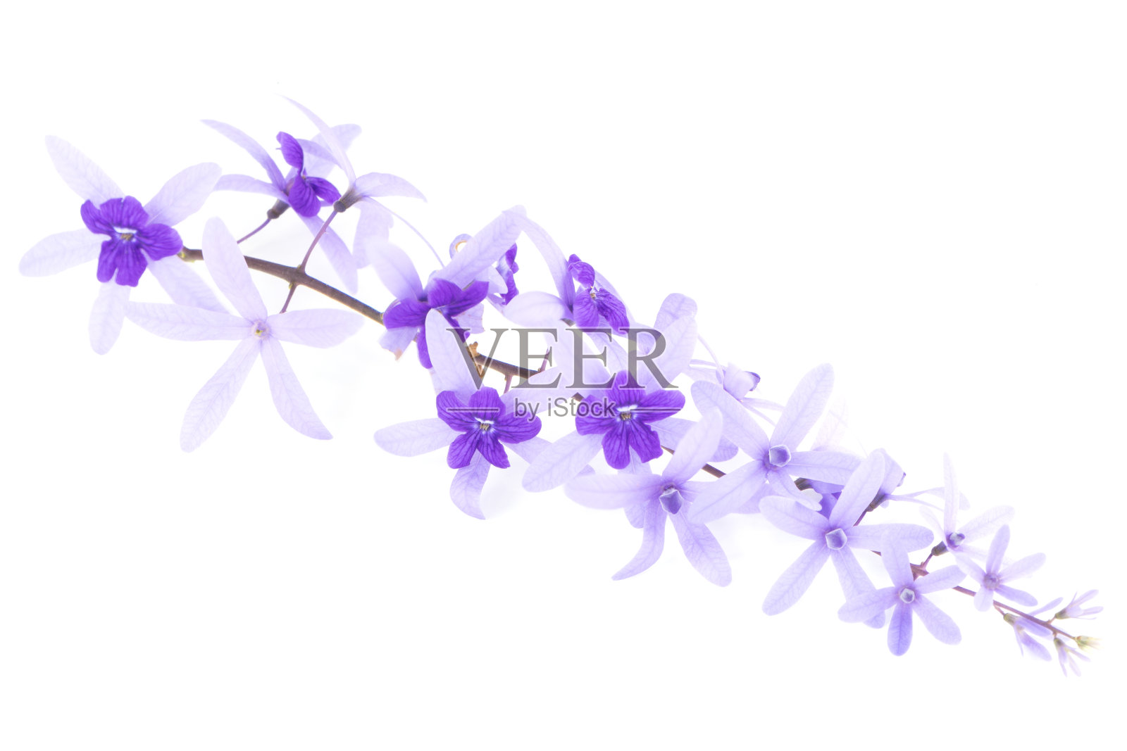 砂纸的葡萄树照片摄影图片