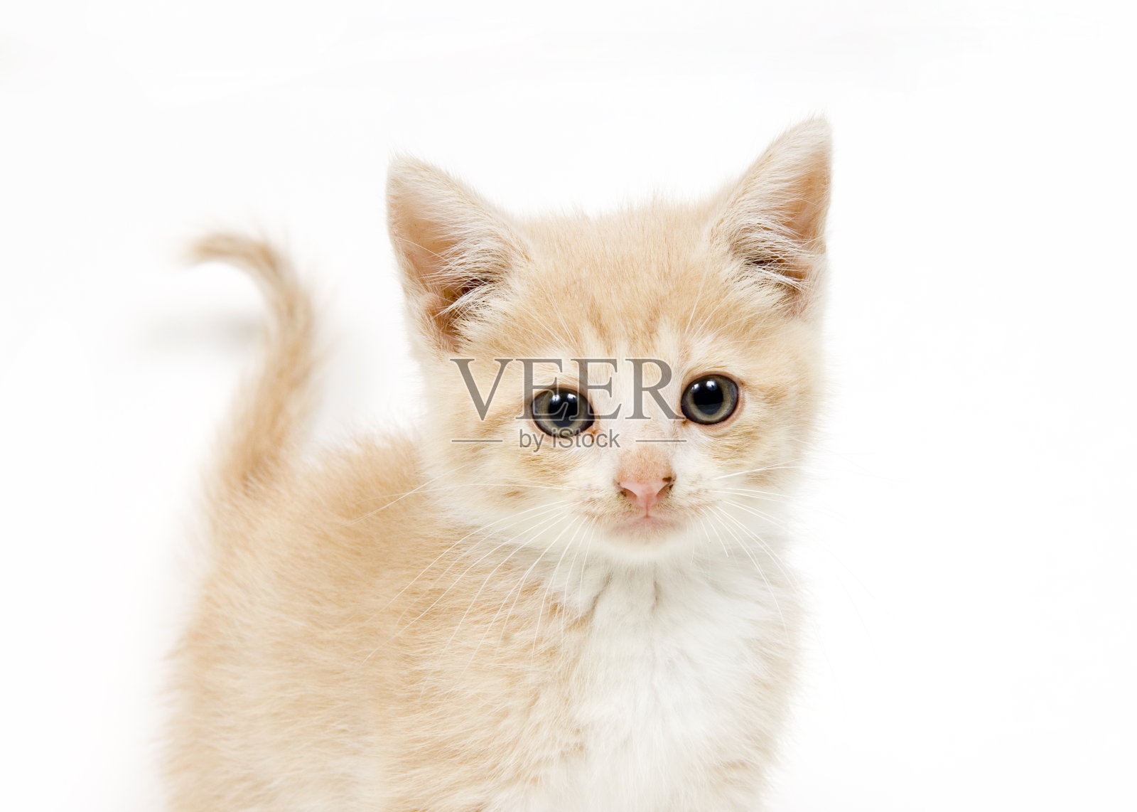 黄色小猫在白色背景看着相机照片摄影图片