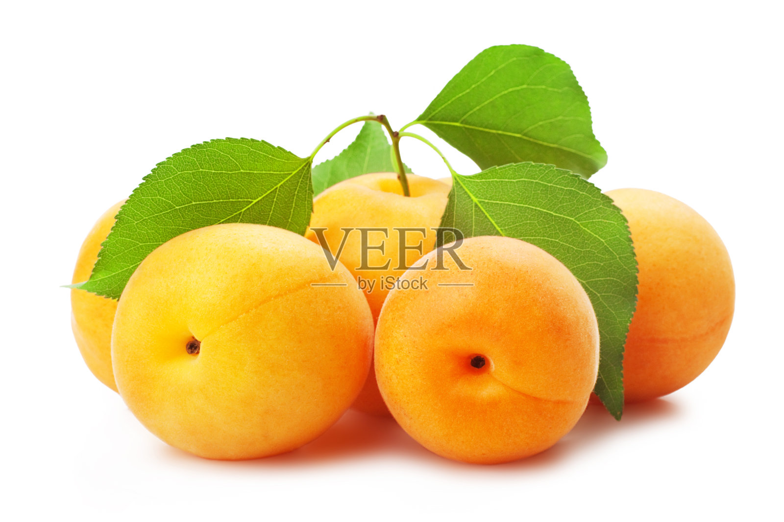 杏子照片摄影图片