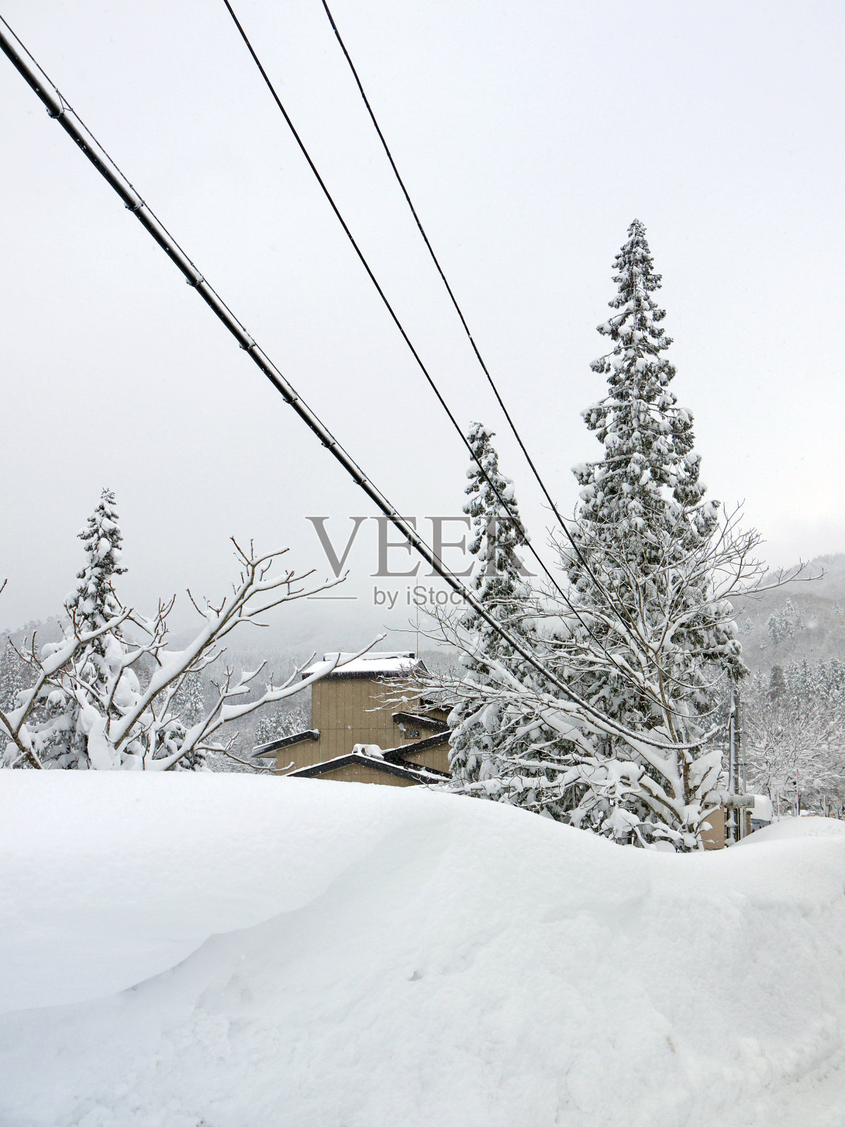 秋田犬的冬天照片摄影图片